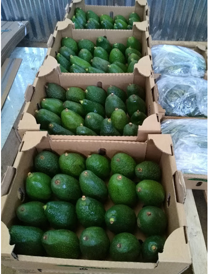 Avocado set to become Ethiopia’s major export