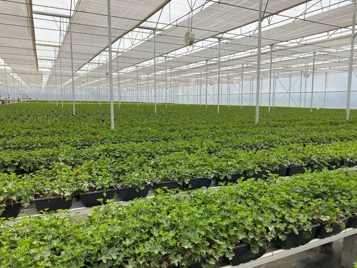 Zuqualla Horti PLC Exports its First Cutting Flower to European market
