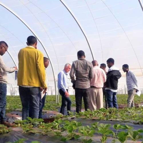 Strawberry production and latest insight on crop management training