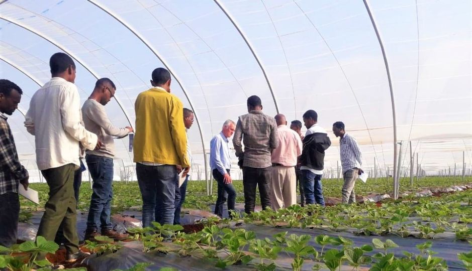 Strawberry production and latest insight on crop management training