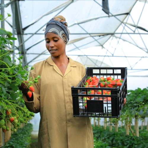 Horticulture exports record over 169 million USD in first quarter.