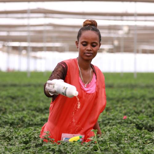 Bio-Lead IPM Coverage of Horticulture Farms in Ethiopia Reaches 62.7%