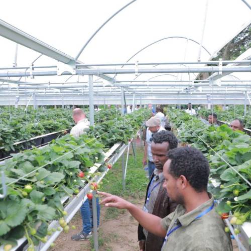 Zuqualla Horti PLC Unveils Innovative Hydroponic Strawberry Farm