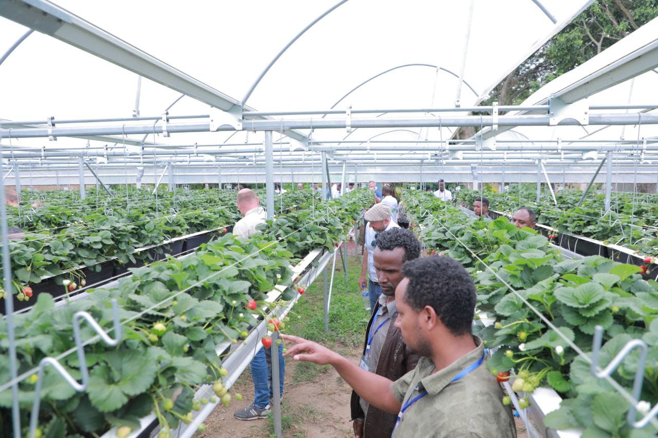 Zuqualla Horti PLC Unveils Innovative Hydroponic Strawberry Farm