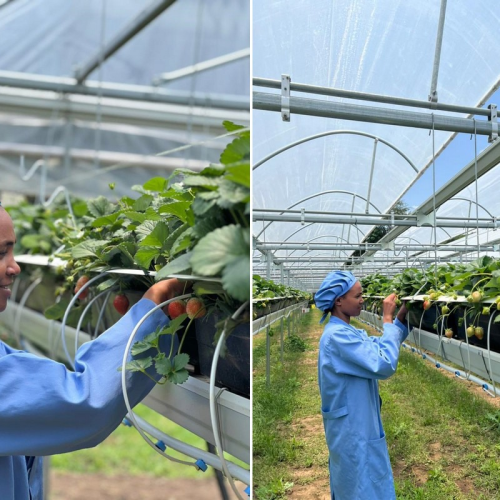 Gutters for hydroponic strawberry production in Ethiopia