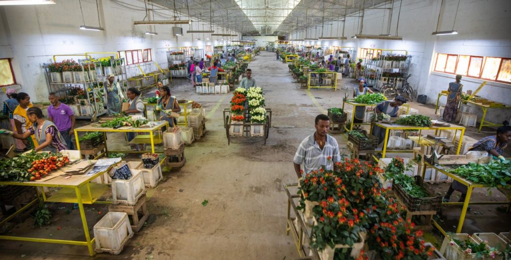 ‘ETHIOPIA’S APPROACH TOWARDS THE FLORICULTURE SECTOR IS UNDER MUCH MORE SCRUTINY’