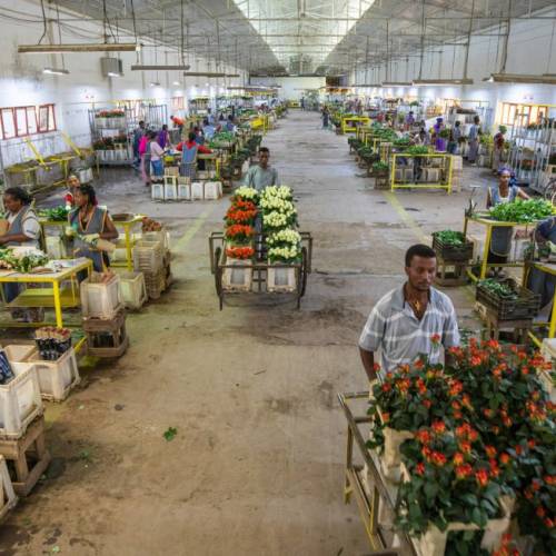 ‘ETHIOPIA’S APPROACH TOWARDS THE FLORICULTURE SECTOR IS UNDER MUCH MORE SCRUTINY’